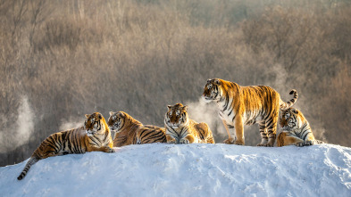 Imagen de El reino secreto del tigre de Amur - 5