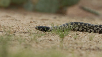 Imagen de Especial Serpientes de Leyenda  - 5