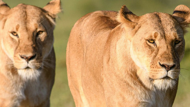 Reinas del mundo salvaje: Reinas africanas