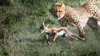 Predador vs. presa: Leones