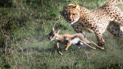 Predador vs. presa: Guepardos