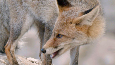 Imagen de Mediterráneo salvaje: El corazón - 4