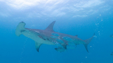 Imagen de Tiburones vs. Ross Edgley - 3