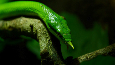 Imagen de Wild Vietnam: El misterioso norte: la tierra de los bosques montañosos - 4