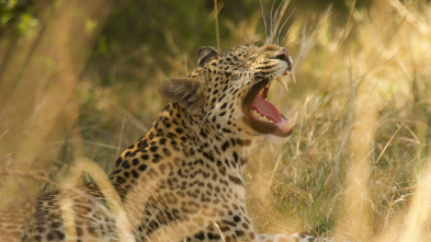 Safari letal: Dientes vs. garras
