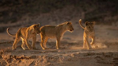 Imagen de Los leones de la Costa de los Esqueletos - 3