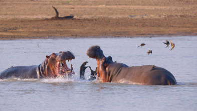 Especial animales letales de África: Contienda en la orilla