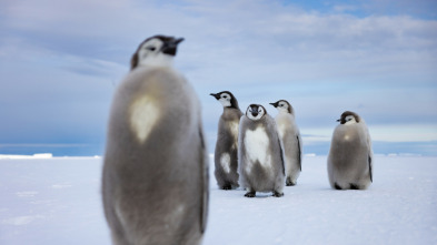 Los secretos de los pingüinos 