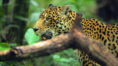 Jaguar: icono de la jungla de Guyana