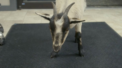 Imagen de Veterinarios de... (T3): Es difícil despedirse de la cabra - 4