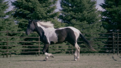 Imagen de Veterinarios de Nebraska: Que el caballo te acompañe - 3