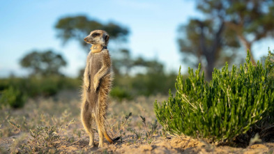 Imagen de Ingenio animal - 4