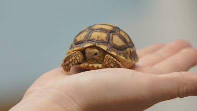 Imagen de Critter fixers:...: Lagartijas saltarinas - 4