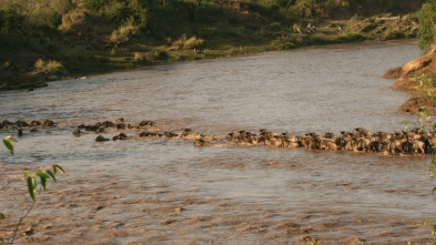 Imagen de Guerras de cocodrilos - 3