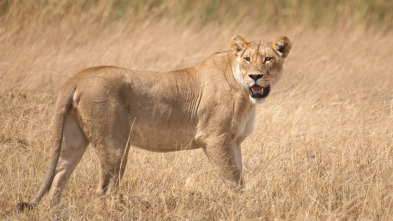 Imagen de Safari letal: Batallas entre grandes felinos - 4