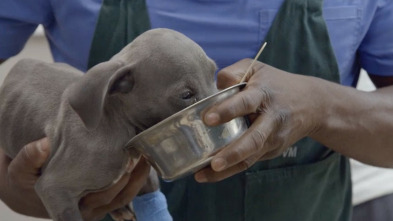 Imagen de Especial Critter...: Madres y crías - 3