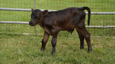 Imagen de Especial Critter...: Visitas a domicilio - 3