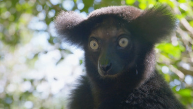 Imagen de Maravillas salvajes de...: Los animales más raros de Madagascar - 3