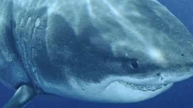 Imagen de Los tiburones más grandes del mundo - 3
