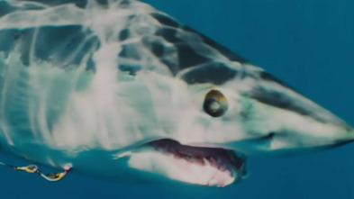 Imagen de El tiburón mako más grande del mundo - 4
