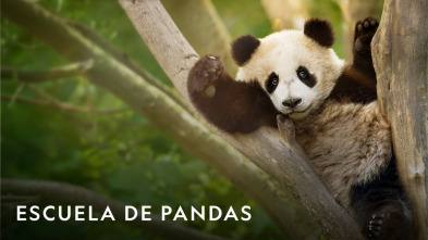 Imagen de Escuela de pandas  - 10