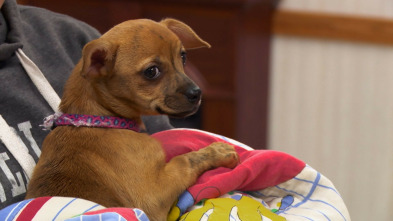 Imagen de Critter fixers:...: Si el zoológico encaja - 5