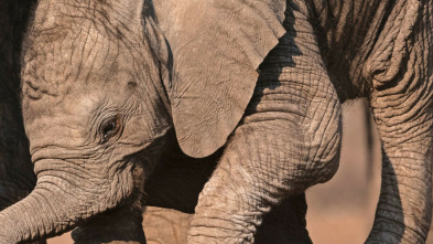 Imagen de Pequeños gigantes del mundo animal - 3