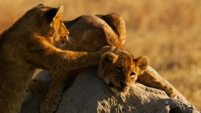 Imagen de Visto en el safari  - 4