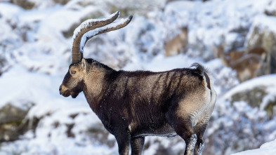 Imagen de Las cumbres de Europa: Gredos, rey de las montañas - 4