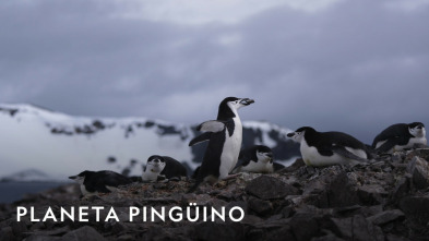 Imagen de Planeta pingüino - 3