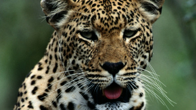 Imagen de Los animales más...: Costa Rica - 3