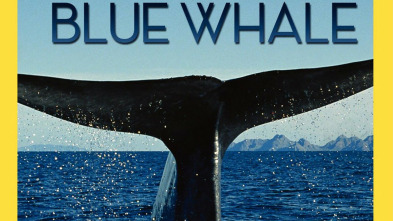 Imagen de Vida animal: En busca de la ballena azul - 3