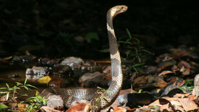 Imagen de Los secretos de la cobra real - 3