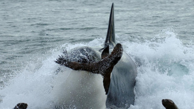 Imagen de Vida animal: Escuela de orcas asesinas - 4