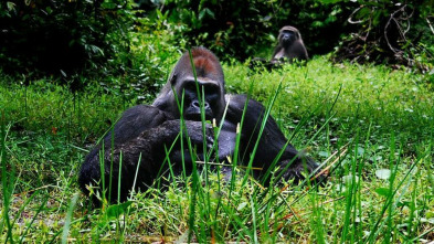 Imagen de Gorila misterioso - 7