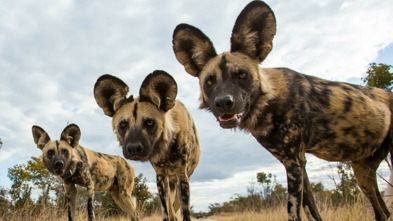 Imagen de La manada: Perros salvajes - 5