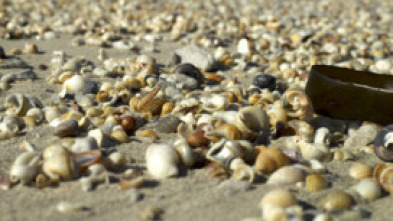 Imagen de Conchas: Moldeadas por la naturaleza - 6