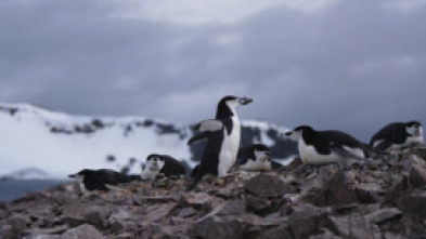 Imagen de Planeta pingüino - 5