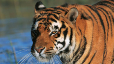 Imagen de Superfelinos - 5