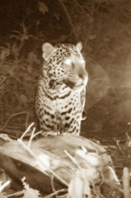 Imagen de Depredadores nocturnos: Leopardos - 3