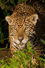 Imagen de El último depredador  - 6