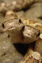 Imagen de Los animales más raros...: Los más raros de la tierra - 5