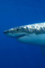 Imagen de La isla de los tiburones - 6