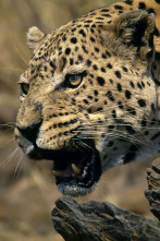 Imagen de Top 10 animal: Armas letales - 2