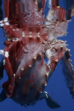 Imagen de En busca del calamar gigante - 2