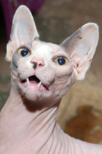 Imagen de Las mascotas más raras del mundo  - 4