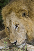 Imagen de Los cerebros y bebés...: Animales superdotados - 2