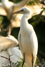 Imagen de Wild Hawaii: Tierra de fuego - 2