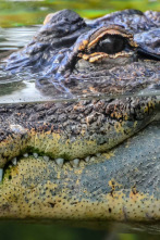 Imagen de Florida salvaje  - 6