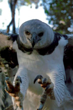 Imagen de Wild Europa  - 6